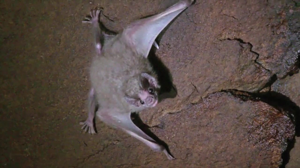 UGLY, VENOMOUS & BLOODTHIRSTY